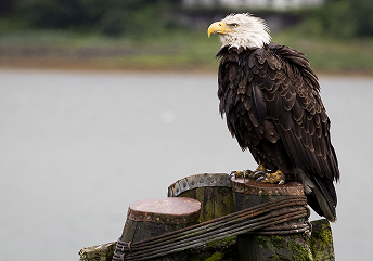 A bald eagle perched beside the water