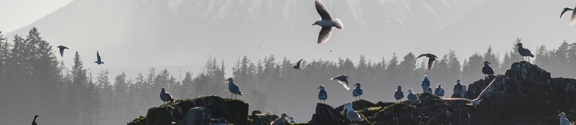 Seabirds gathered on coastal rocks before a forested Southeast Alaska shoreline