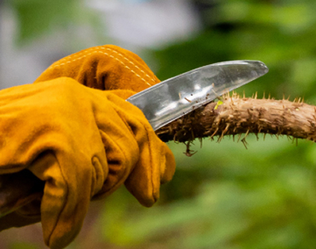 A gloved hand harvests devil’s club in the forest