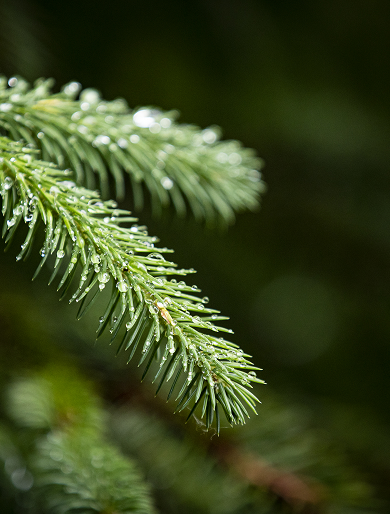 Rain droplets on evergreen needles