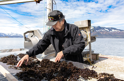 A man sorts freshly harvested black seaweed on a waterfront drying table
