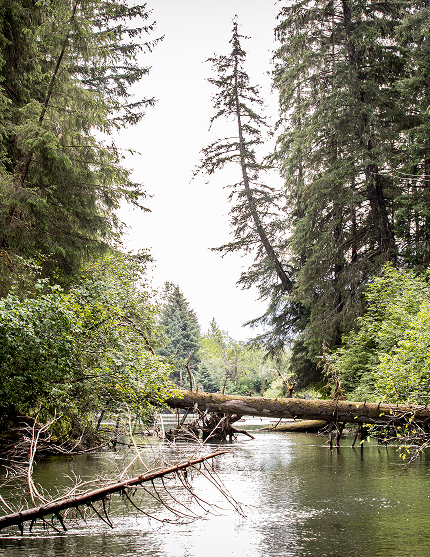A forest stream surrounded by trees and fallen logs