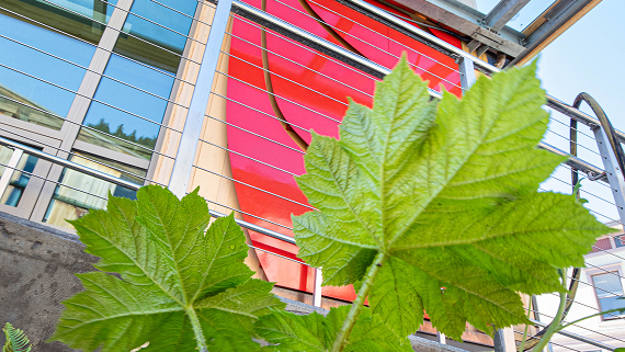Devil’s club leaves in front of a red formline panel on the Sealaska Heritage Arts Campus