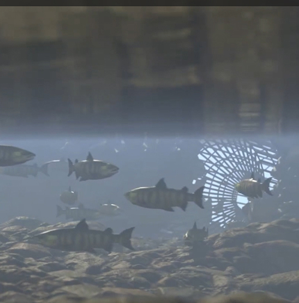 Salmon swimming beside a reconstructed intertidal fish trap