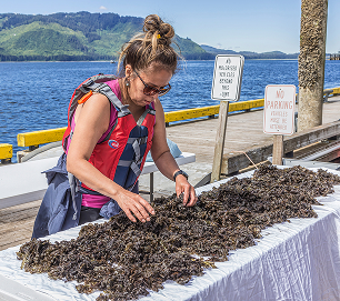 A woman spreads black seaweed on a drying table beside the harbor