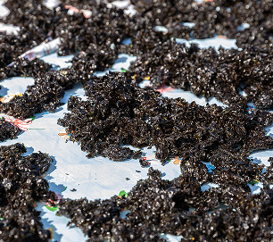 Small piles of black seaweed drying on patterned fabric
