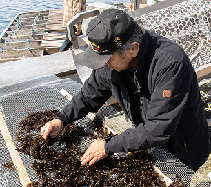 A man carefully sorts black seaweed on a mesh table outdoors