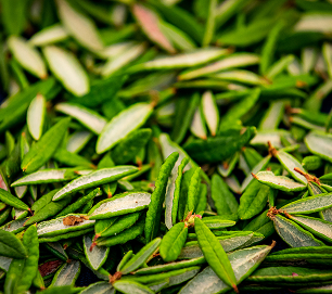Freshly gathered green leaves