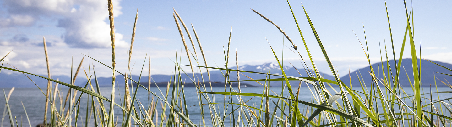 Beach grass overlooking water and distant mountains beneath a blue sky