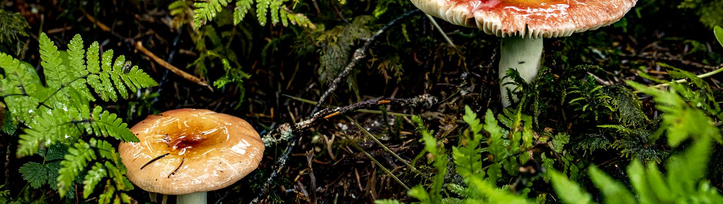 Two mushrooms growing among green ferns and moss on the forest floor