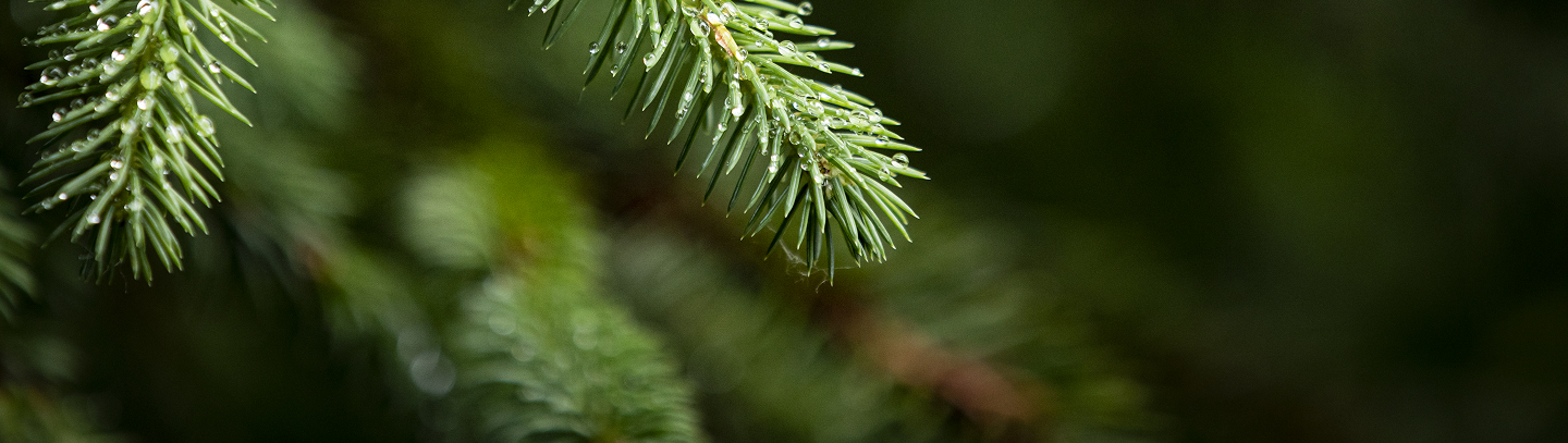 Rain droplets on an evergreen branch