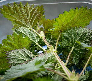 Fresh green nettle leaves prepared for a cultural learning activity