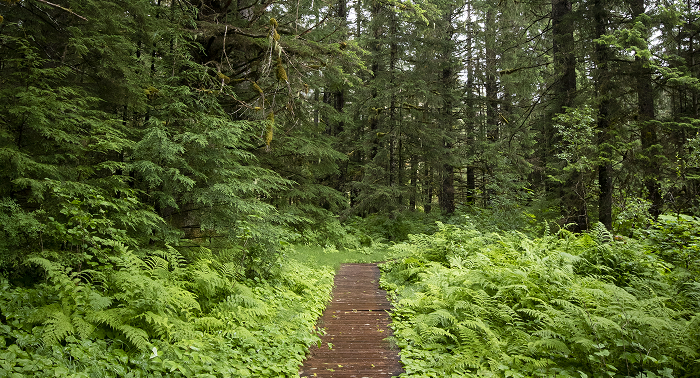 A wooden boardwalk through a lush Southeast Alaska forest