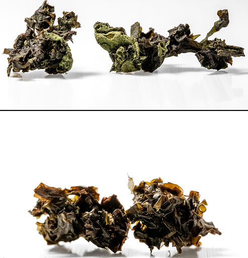 Healthy and discolored dried black seaweed specimens compared against a white background